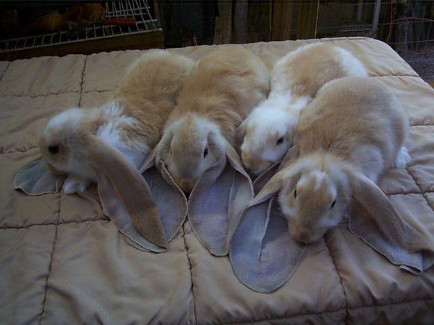 English Lop Rabbits